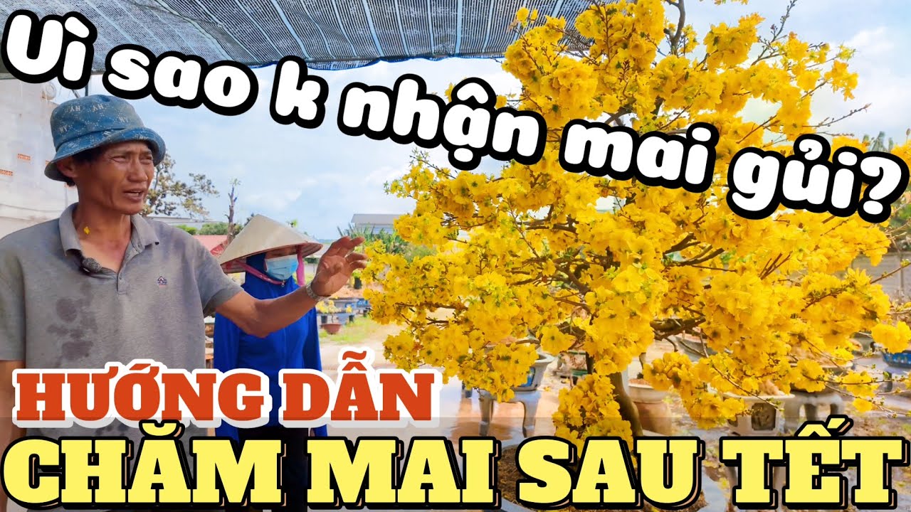 Hướng dẫn chăm mai khủng sau Tết Huy Hoàng Tứ Quý Ghép BRVT lên tiếng vụ không nhận mai gửi Thủ Đức