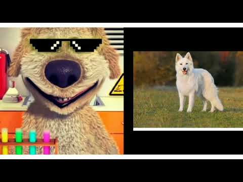 Бен оценивает собак: