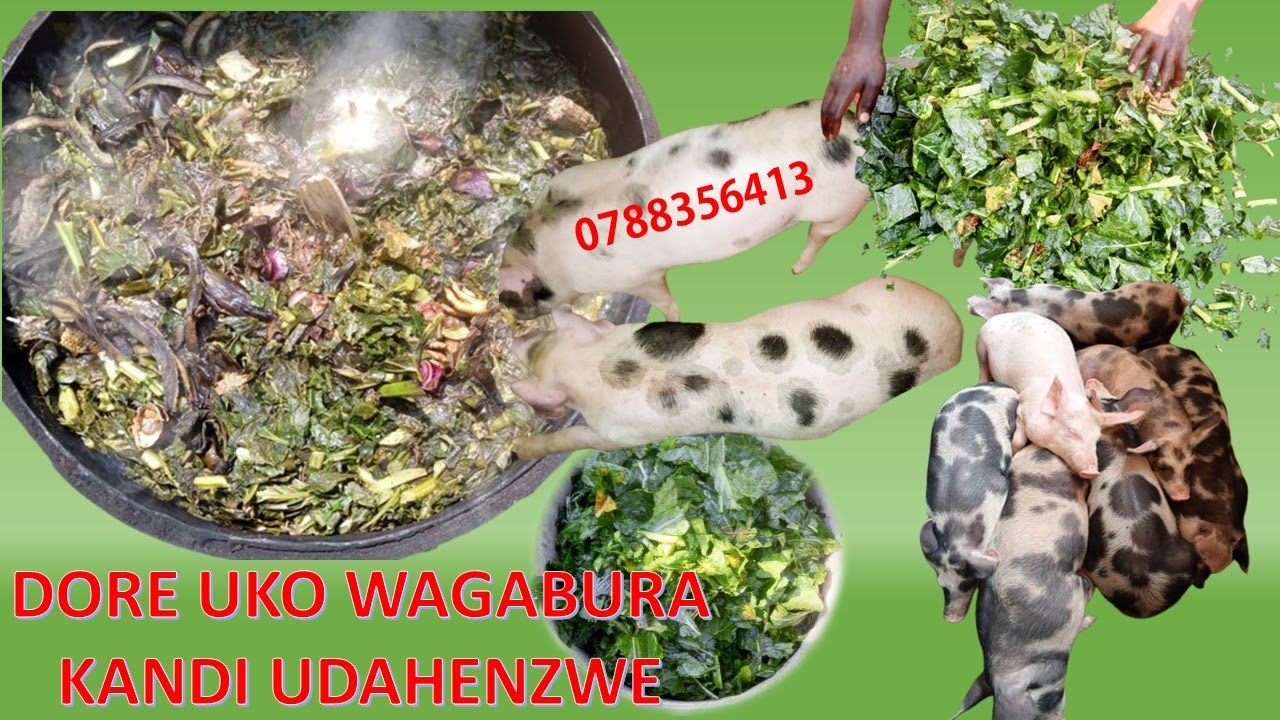 DORE UKO WAGABURIRA INGURUBE IBIRYO WIKOREYE KANDI BITAGUHENZE