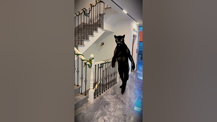 There's a black panther chasing a rabbit behind, officer.#Short #Officer Rabbit #angel