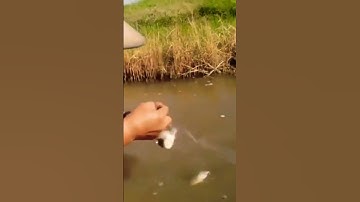 hai chú cháu đi giăng lưới bắt cá #fishing #xuhuongshorts