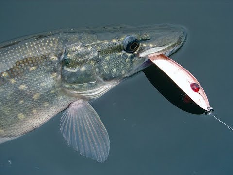 летняя рыбалка на щуку на блесну видео