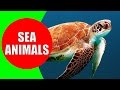 Sea Animals for Children – Learn Sea Creatures and Sea Animals with Real Life Videos