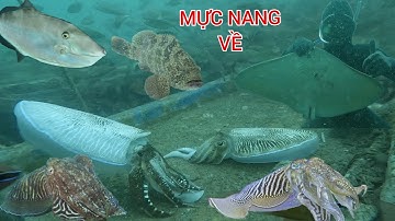 NGÀY MAY MẮN CỦA EM PHÁP KHI LẶN BIỂN-BẮT GẶP Ổ MỰC NANG TRỤ VỀ NHỮNG GỐC TRÀ LÂU NĂM
