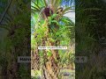 Harvest 1 oil palm bunches🌴🌴 #palmoilharvest