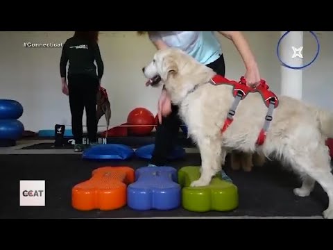 Vídeo: 5 Recompenses Per A L'entrenament De Gossos Que No Són Menjar