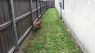 Texas - Life On The Road With Two Pitties - 4 Years Ago