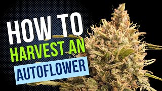 How to Harvest an Autoflowering Cannabis Plant!