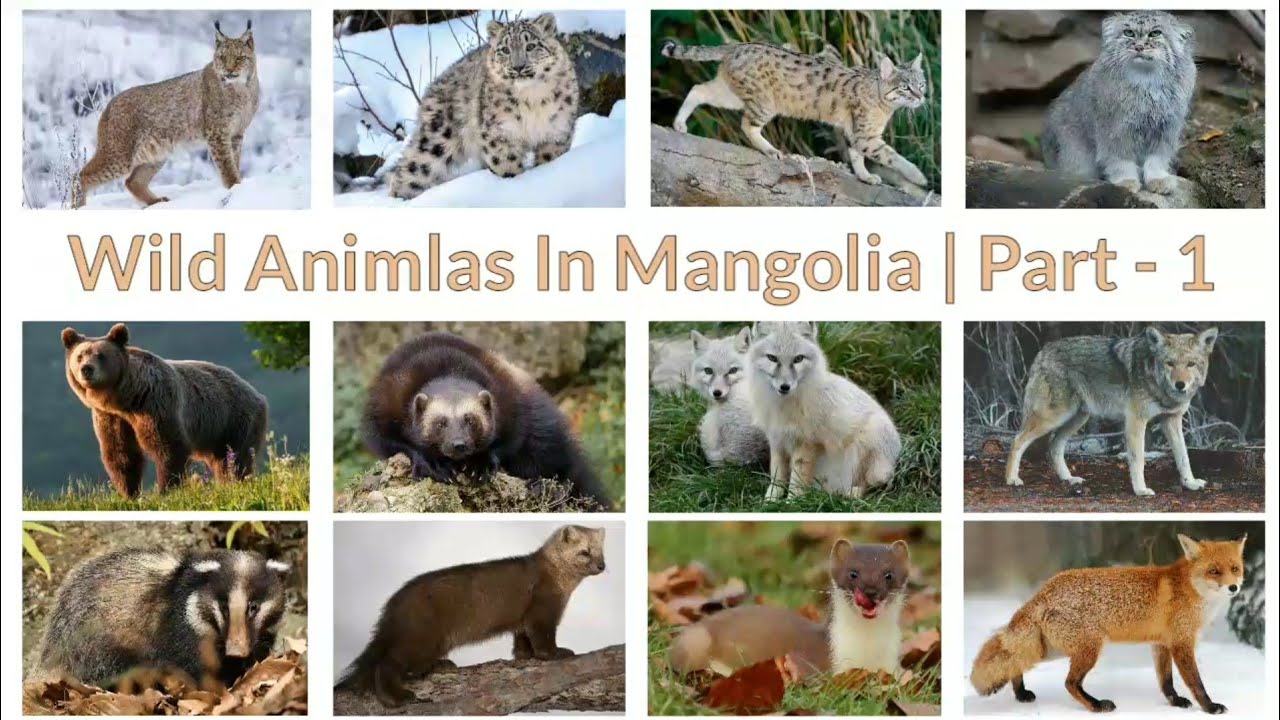 Wild Animals In Mongolia | Part   1