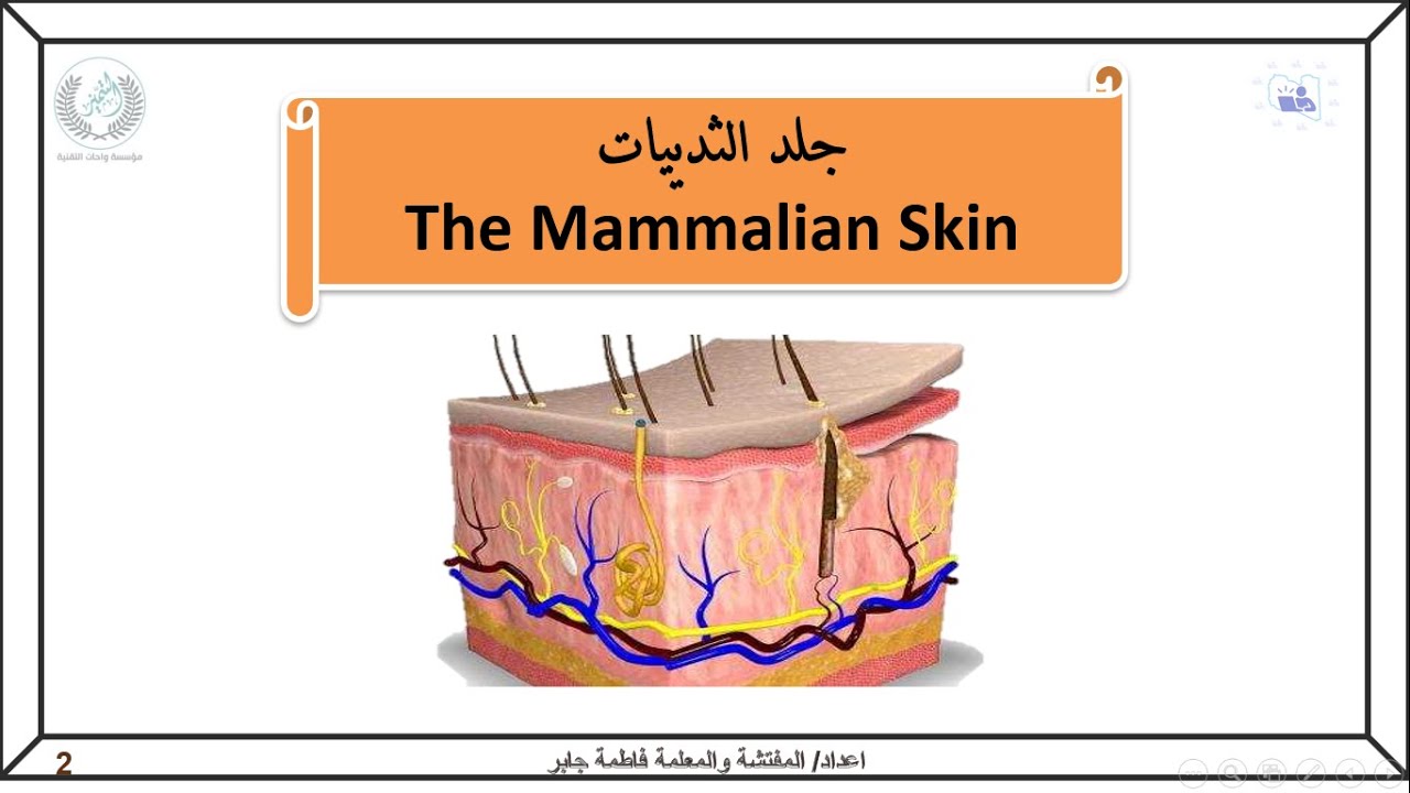 تركيب الجلدفي الثدييات