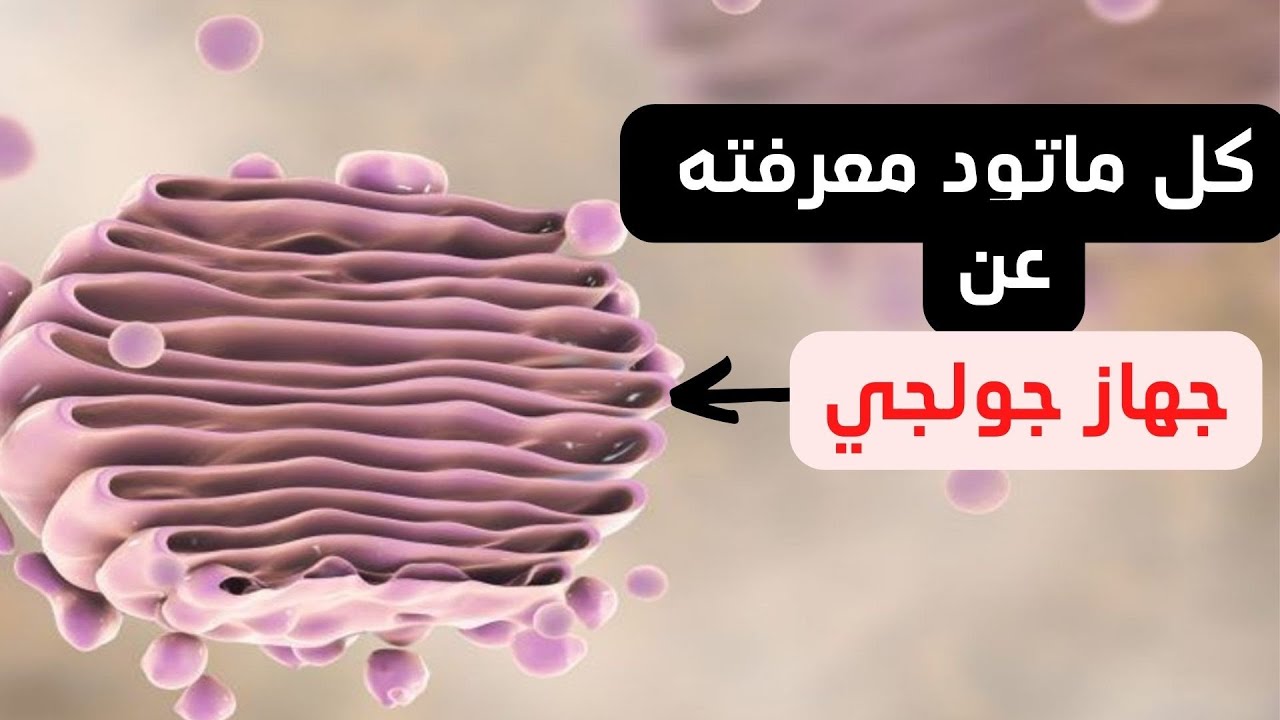 جهاز جولجي  شرح بسيط