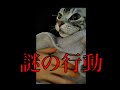 【猫記録508】てんかん痙攣発作後の異常行動について