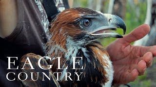 Eagle Country - an encounter with a Wedge-tailed eagle in Western Australia