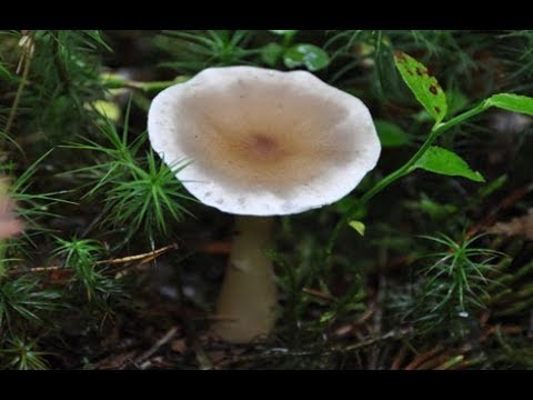 Говорушка булавоногая. Съедобные грибы. Как распознать.