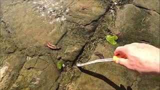 What is this Odd Coin Found in Alabama Creek? Rings and Pile of Coins Treasure Hunting