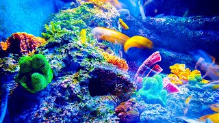 Aquarium 4K VIDEO (ULTRA HD) 🐠Sea Animals Music Soft Piano Music Unique and Colorful Sea Life Video screenshot 2