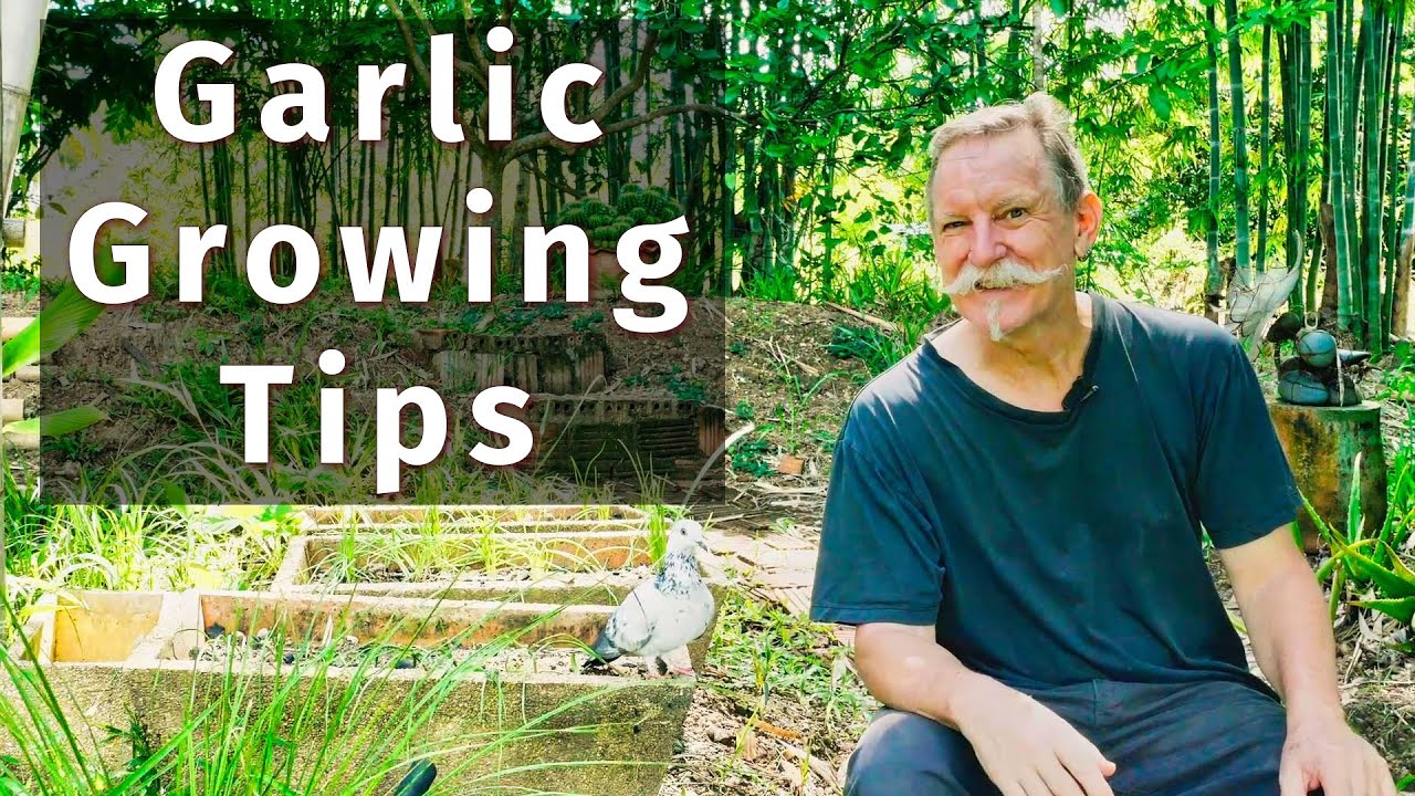 Growing Garlic in a Tropical Climate - Is It Possible?