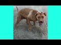 MISS HOLLINGSWORTH | AMERICAN PIT BULL TERRIER |. HOLLINGSWORTH BULL CH RED PIRATE \ KRAKEN KENNELS
