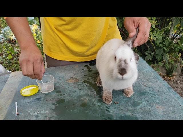 Слезится глаз у кролика