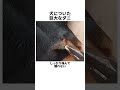 犬についた巨大なダニ