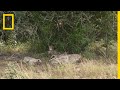 Cheetah Conservation Challenges and Strategies
