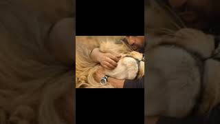 friendship lion and a man #short #lion #singa