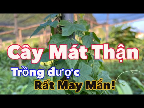 Cây Làm Mát