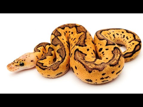 Royal ball python eating.