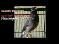 Jalak Hias Ngerewek Gacor Merdu Suara Burung Istimewa Mp3 - Mp4 Download
