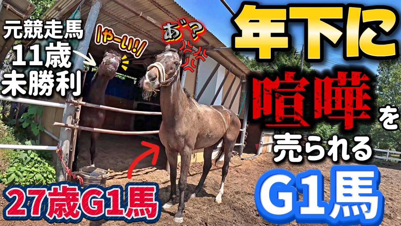 馬に対しては奥手の27歳のG1馬が、放牧中に年下の元競走馬にめっちゃ煽