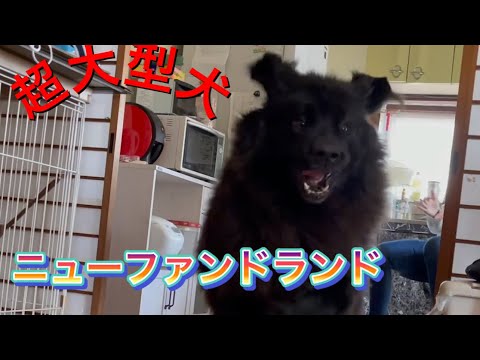 #Shorts 【超大型犬】Newfoundland 保護犬　ニューファンドランド　家の中で大はしゃぎ😀多頭飼い