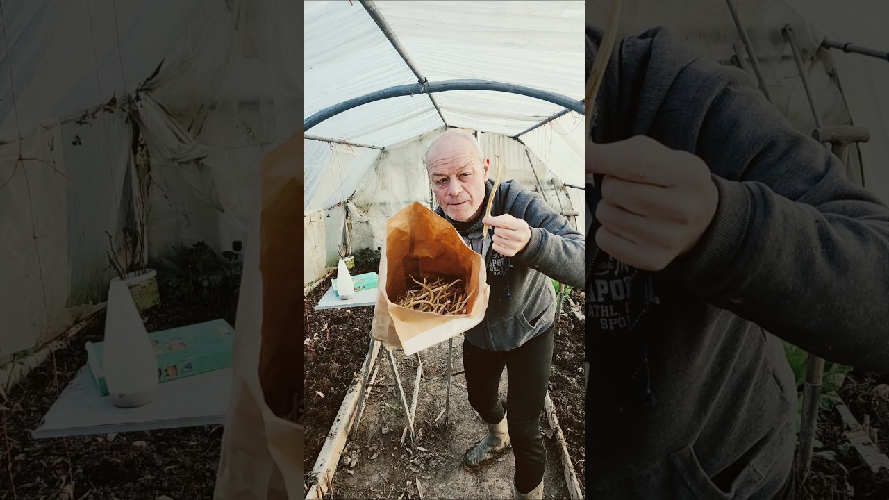 semis haricots verts - Présentation vidéo