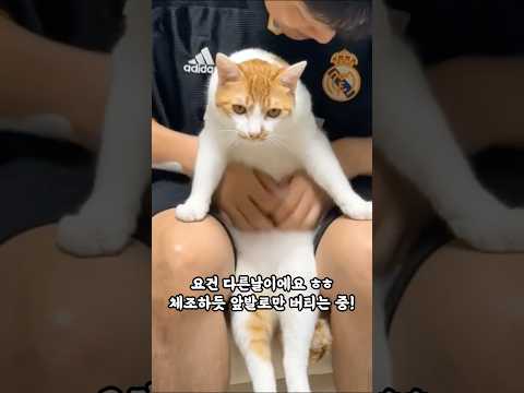 조금 특별한 고양이 #고양이뱃살 #고양이 #고양이일상 #고양이영상 #고양이쇼츠 #고양이집사 #귀여운고양이