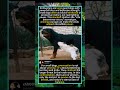 1 Tiny Dog vs Giant Rottweiler: A Brave Underdog Showdown#DogStandoff #SmallVsLargeDog#foryou #fyp