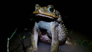 Rhinella schneideri (Rio Claro Farm, Maffei and Ubaid 2014)