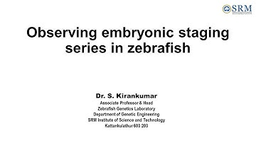 Observing the Embryonic Stages in Zebrafish | Dr. Kiran Kumar S | Genetic Engineering | SRM IST