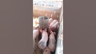 yokbe Videos #172