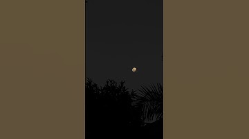 سورة مريم ماهر المعيقلي - واذكر في الكتاب مريم إذ انتبذت من أهلها مكانا شرقيا