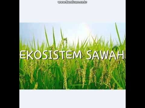 ekosistem-sawah