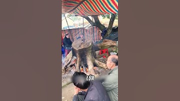 Hỏa Thống - Bí Kíp Sưởi Ấm Độc Đáo #shorts