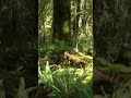 Koreaceratops Hiding in the Forest | Adventures Of Dinosaurs Ceratops | #dinosaurs #history #shorts