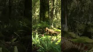 Koreaceratops Hiding in the Forest | Adventures Of Dinosaurs Ceratops | #dinosaurs #history #shorts