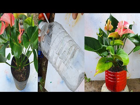 Video cách tái chế chai nhựa làm chậu cho cây hồng môn đỏ... - youtube