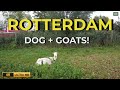 Dog + Goats = Pure Happiness! Rotterdam ASMR Walk 🐕🐐
