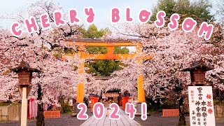 Where to See Japan's Best Cherry Blossom 2024!  KYOTO SPECIAL