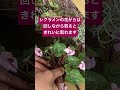シクラメンを抜くコツ #shorts