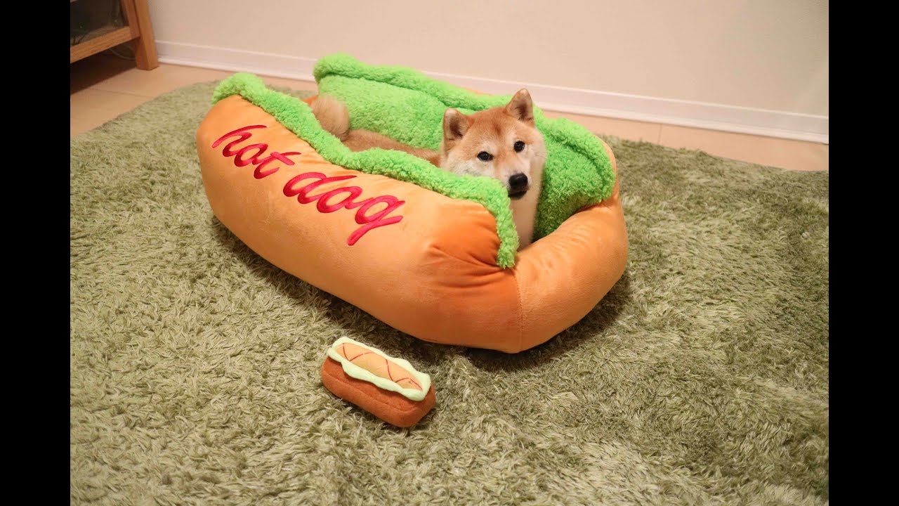 これが本当のホットドッグ パン型の犬用ベッドにはさまった柴犬がカワイイ Fundo