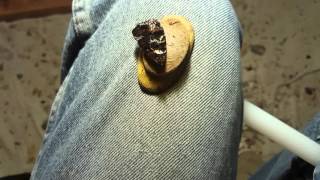 444 - Debitage Flintknapping - Obsidian Side Notched