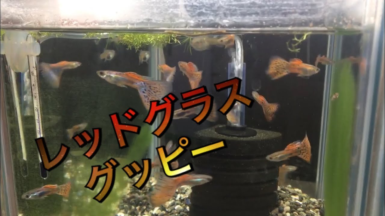 レッドグラスグッピー With 熱帯魚 猫