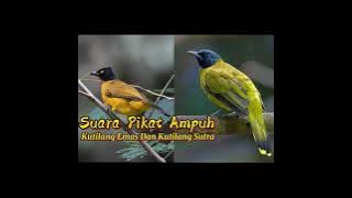 Suara Pikat Ampuh burung kutilang emas Dan Kutilang Sutra/ percang